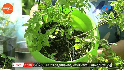 Садовод-опытник Надежда Черненко расскажет о контейнерном способе выращивания садовых растений