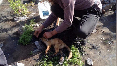 Лисицу вызволили из лужи гудрона