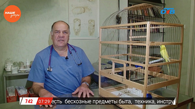 Ветеринар Николай Калинин осмотрел волнистого попугая