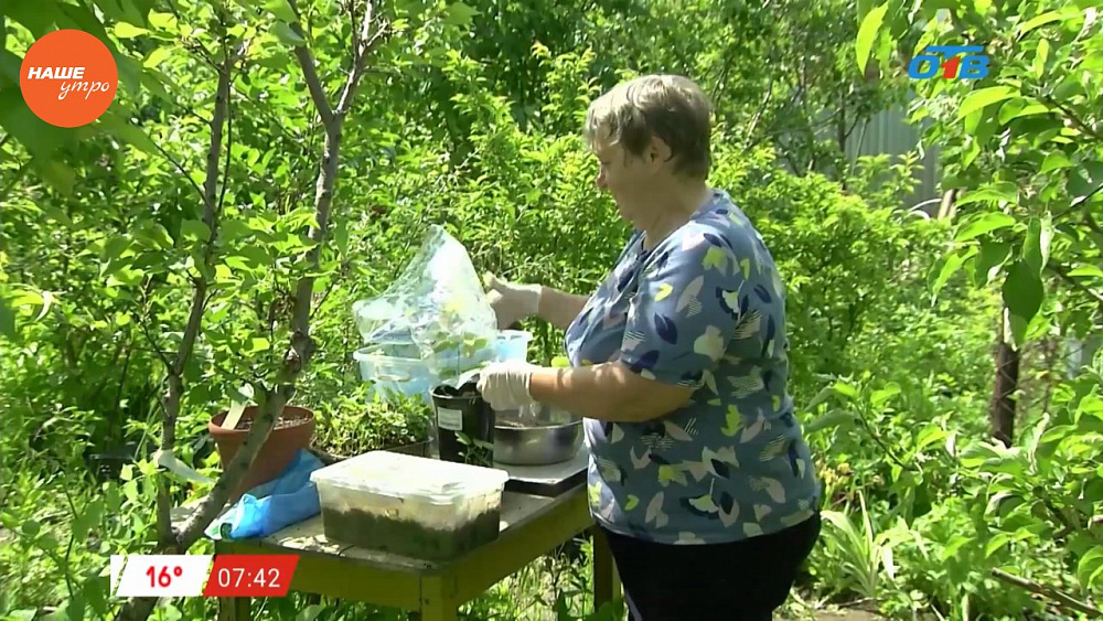 Наше УТРО на ОТВ – садовые истории о размножении клематиса