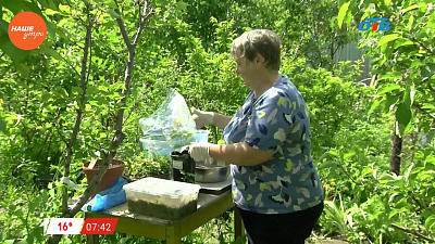 Наше УТРО на ОТВ – садовые истории о размножении клематиса