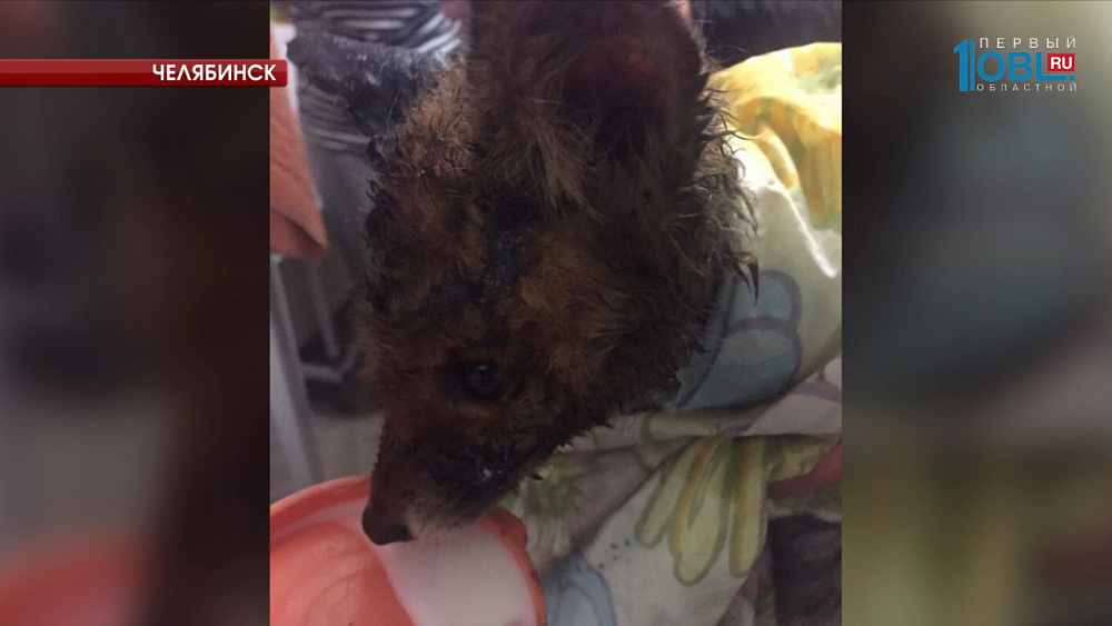 Лисице провели операцию в Челябинске