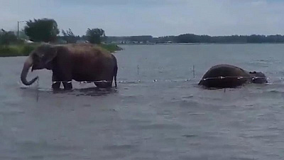 Челябинцы «лицом к лицу» встретились со слонами в озере Смолино 