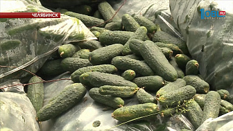 Челябинец нашёл в лесу 42 мешка свежих огурцов