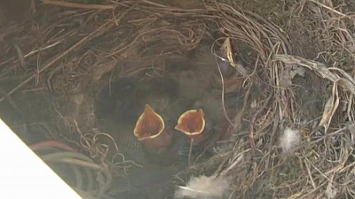 Водитель «Газели» нянчит птичье потомство под капотом автомобиля