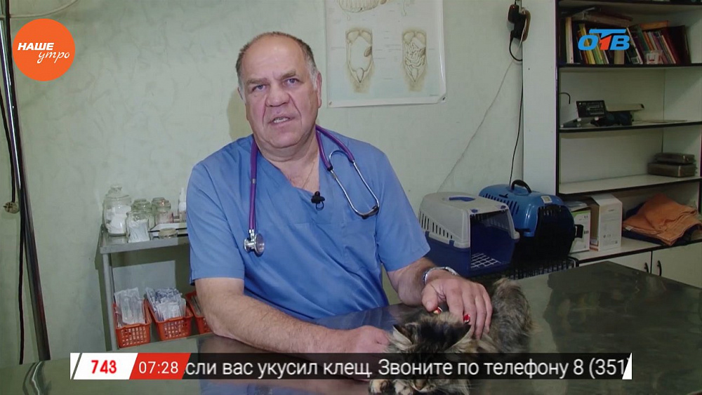 Ветеринар Николай Калинин провел осмотр кошки и направил ее на анализы