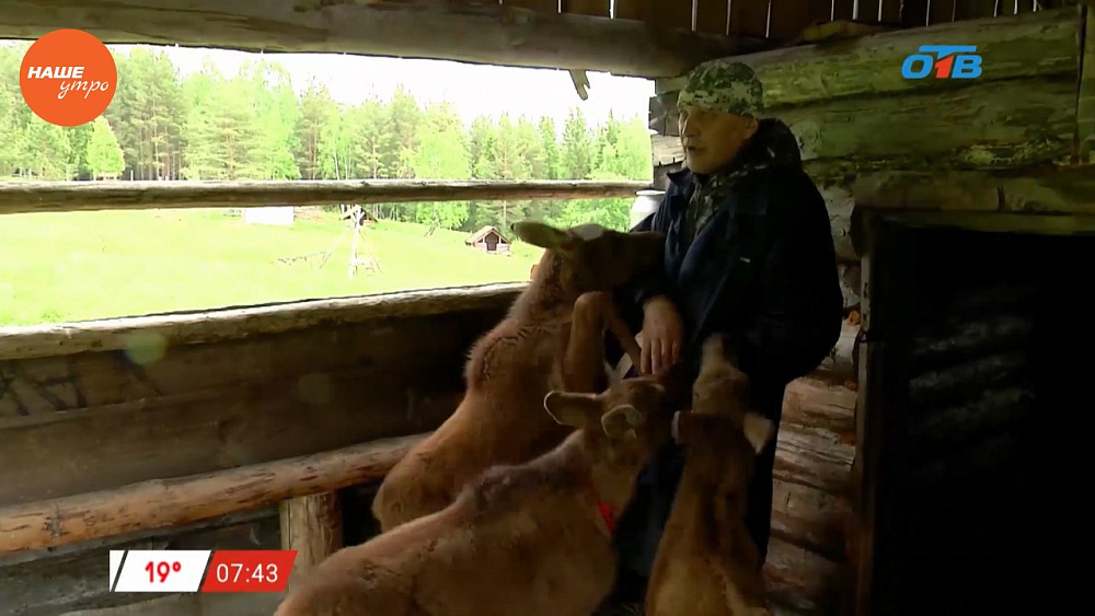 Наше УТРО на ОТВ – про лосей