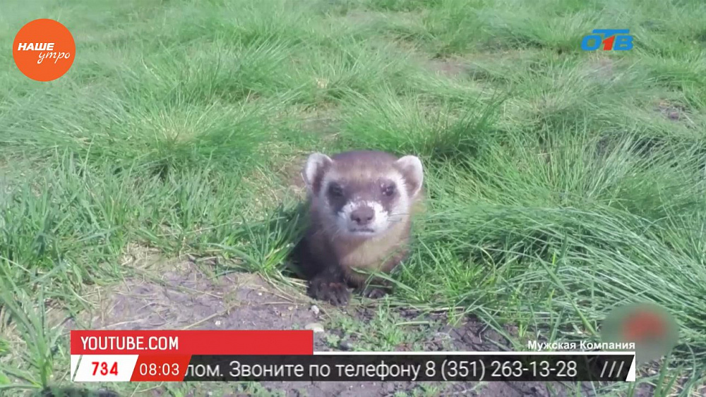 Наше УТРО на ОТВ – пушистое утро о хорьках (1 часть)