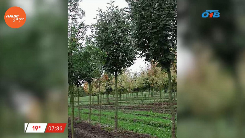 Наше УТРО на ОТВ – садовые истории о посадке рябины