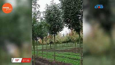 Наше УТРО на ОТВ – садовые истории о посадке рябины