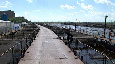 Южный Урал может утроить объемы производства рыбы 