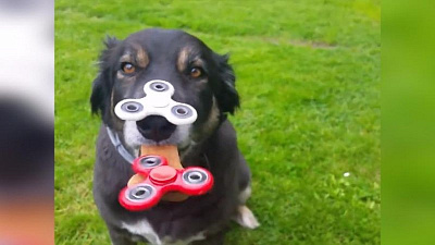 Спиннеры стали любимой забавой для домашних животных 