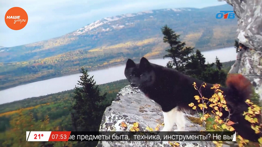 Наше УТРО на ОТВ – мужское хобби - фотоохота