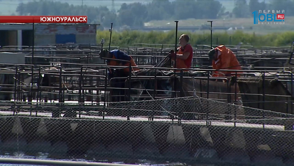 В Челябинске будут разводить африканского сома и гибридного бестера