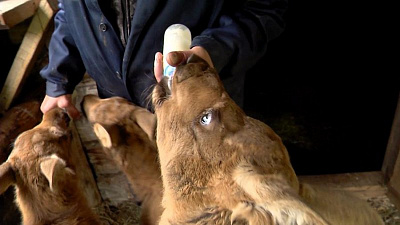 Лосиный детский сад в национальном парке «Зюраткуль» 