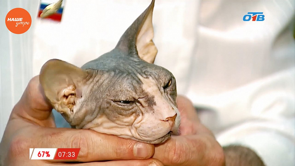 Наше УТРО на ОТВ – пушистое утро – сфинксы