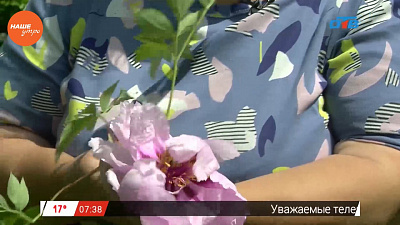 Эксперт рассказал, как пионы переживают зиму