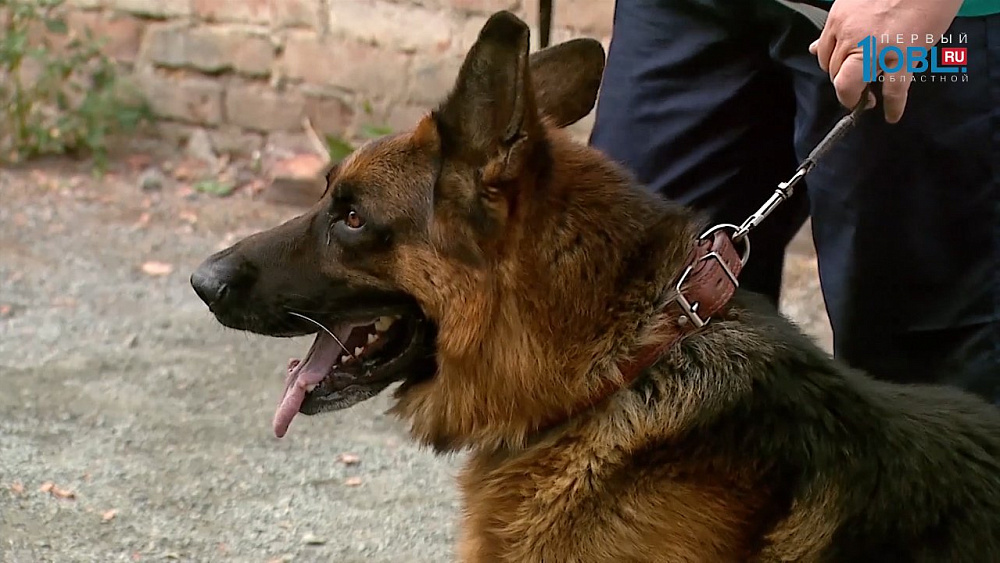 Правила воспитания хвостатого охранника