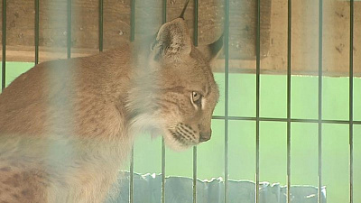 Трехлапая рысь Марыся отмечает новоселье 