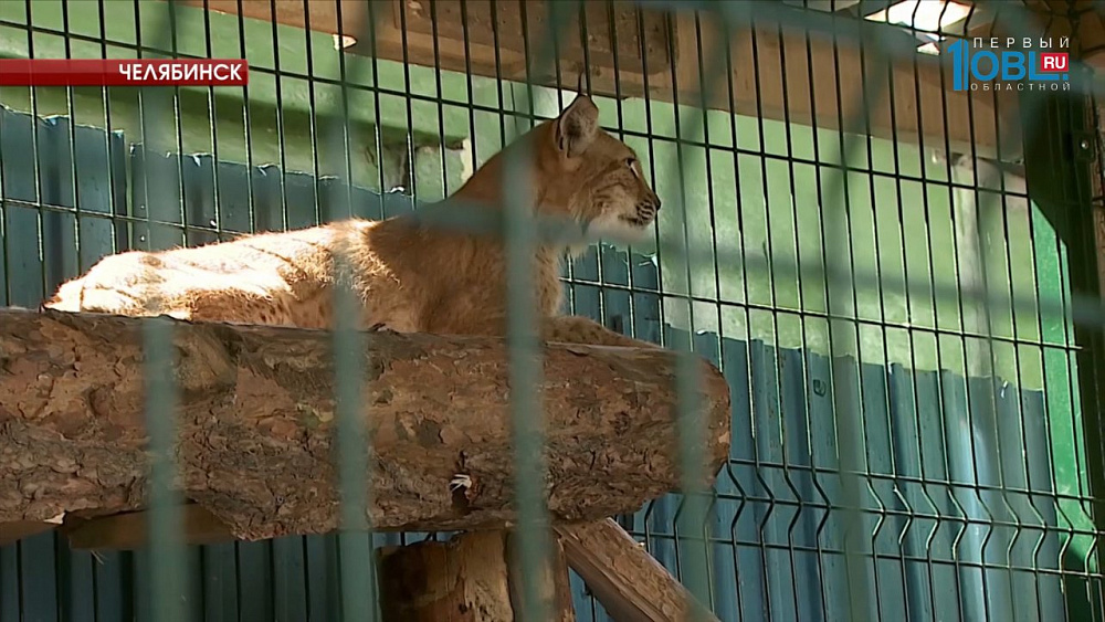 Рысь Марыся переехала в новый вольер