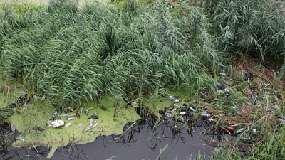 Спасатели и волонтеры очистят реку Миасс в Челябинске от мусора