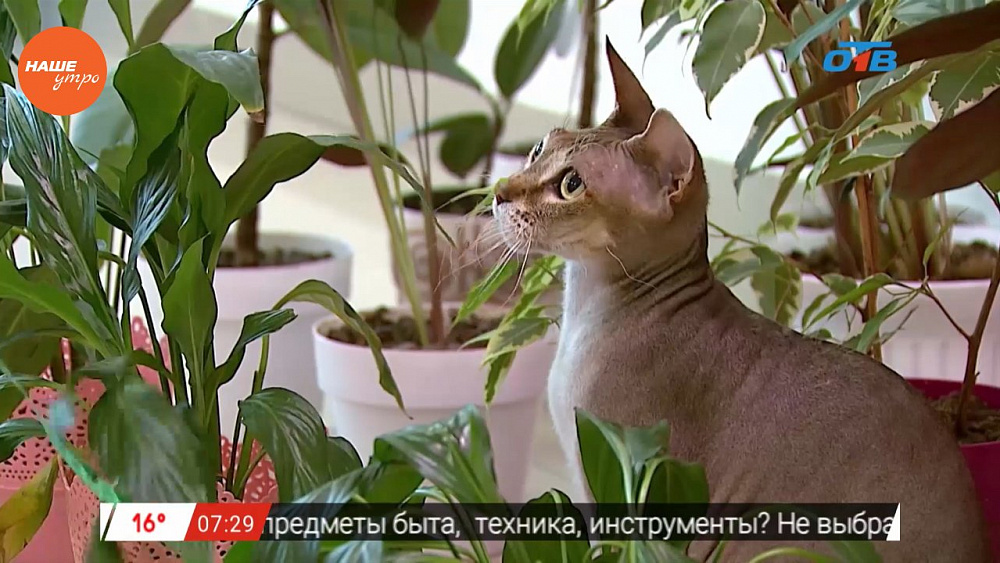 Наше УТРО на ОТВ – пушистое утро о кошках-сфинках (2 часть)