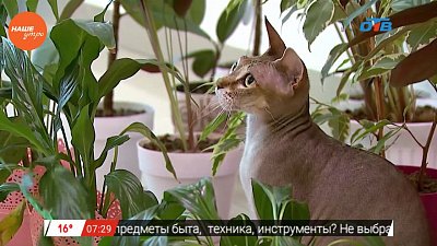 Наше УТРО на ОТВ – пушистое утро о кошках-сфинках (2 часть)