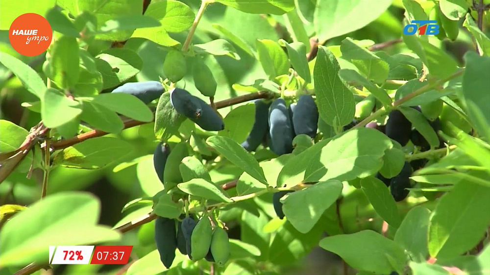 Наше УТРО на ОТВ – садовые истории о плодоношении жимолости