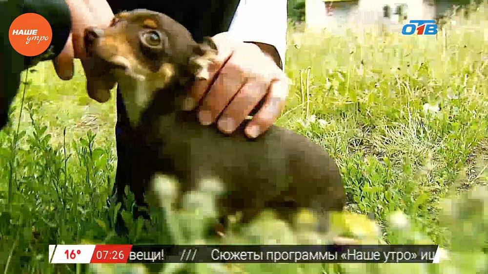 Наше УТРО на ОТВ – пушистое утро о той-терьерах (1 часть)