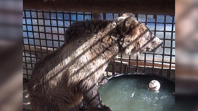 Медведь Степа живет в новом вольере и купается в бассейне 