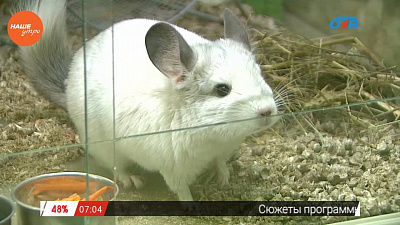 Наше УТРО на ОТВ – пушистое утро о шиншиллах (1 часть)