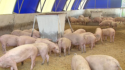 В исправительной колонии Копейска развивают свиной бизнес 