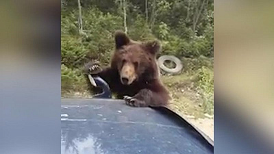Медвежонок создал пробку на трассе, выпрашивая пряники у водителей 