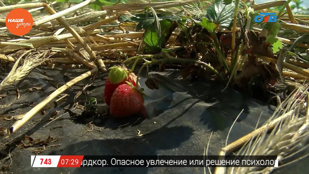 Наше УТРО на ОТВ – урожай клубники