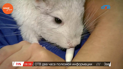 Наше УТРО на ОТВ – пушистое утро о шиншиллах (2 часть)