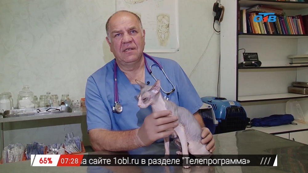 Ветеринарный врач Николай Калинин осмотрел донского сфинкса