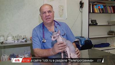 Ветеринарный врач Николай Калинин осмотрел донского сфинкса