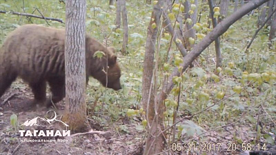 Фотоловушка сняла волка и медведя на Таганае 