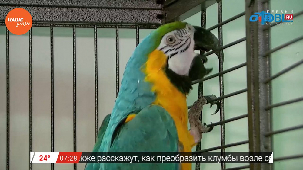 Наше УТРО на ОТВ – пушистое утро о попугаях ара