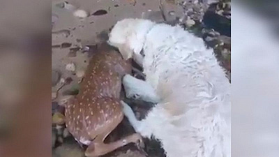 Собака спасла раненого олененка и оказала ему первую медицинскую помощь 