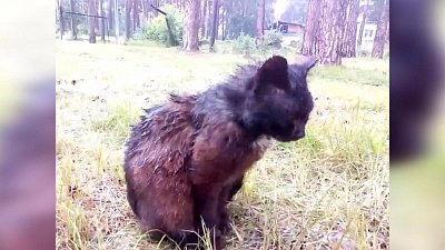 В Каслях неизвестные подожгли приют для бездомных животных 