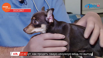 Ветеринар Николай Калинин провел осмотр той-терьера