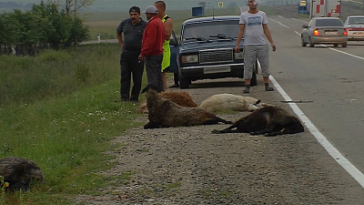 Водитель ГАЗели сбил стадо овец 