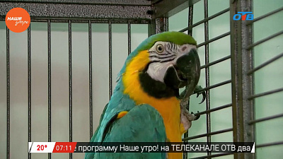 Наше УТРО на ОТВ – пушистое утро об ара (2 часть)