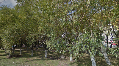 Жители северо-запада пытаются защитить аллею серебристых ив от вырубки 