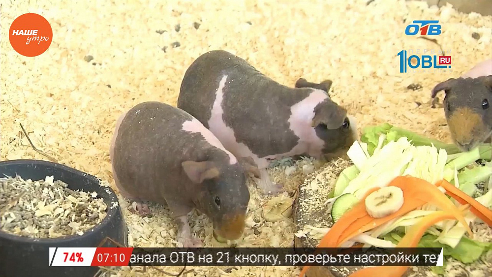 Наше УТРО на ОТВ – пушистое утро о морских свинках скинни 