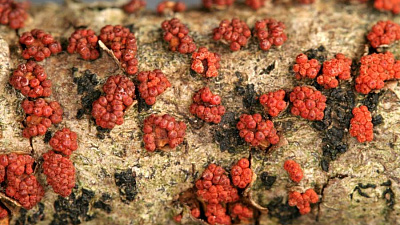 Древесный грипп — убийца лип? 