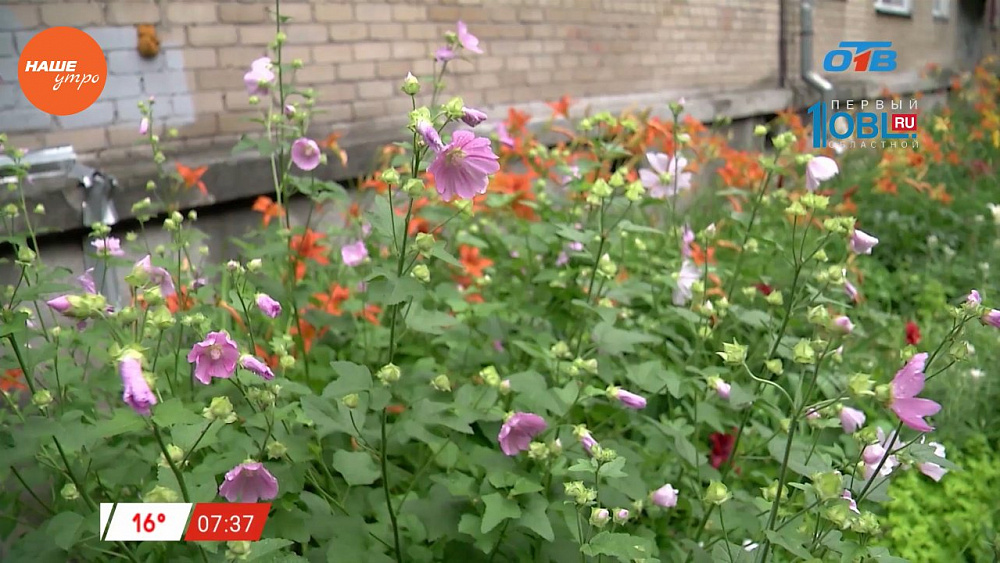 Наше УТРО на ОТВ – включение – цветущая клумба