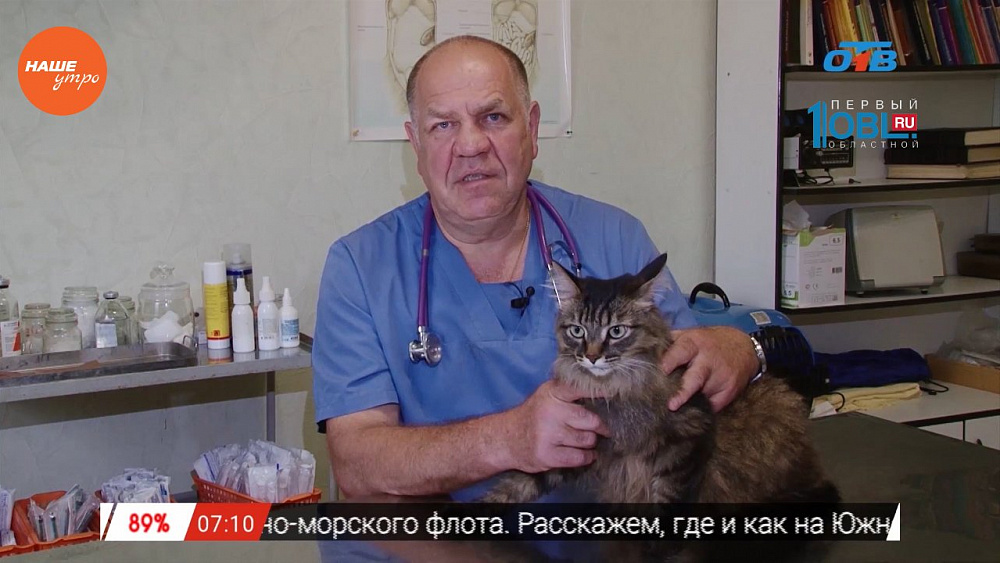 Ветеринарный врач Николай Калинин осмотрел кошку Плюшу