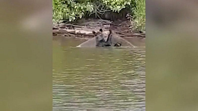 Здесь рыбы нет! Рыболовы сняли на видео, как медведь проверяет их сети 